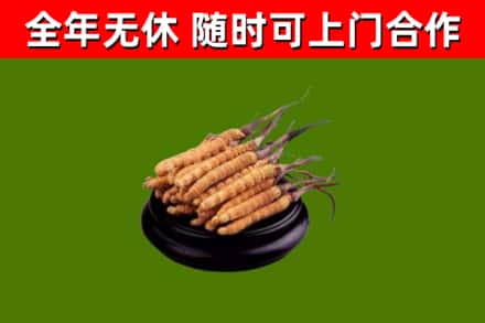 石家庄市烟酒回收冬虫夏草.jpg